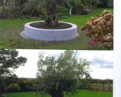 Olive tree surround grey hammered granite